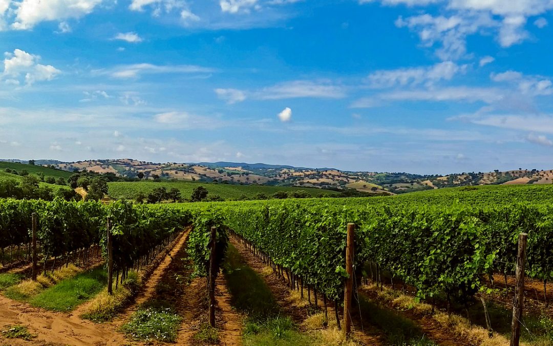 Wine Tasting Tour in Chianti farmhouse