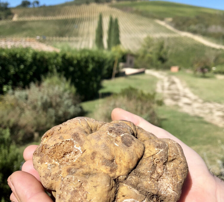 TRUFFLE HUNTING